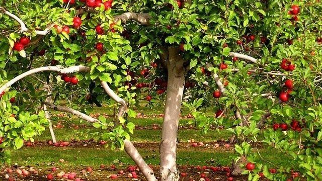 Как бороться с тлей на плодовых деревьях