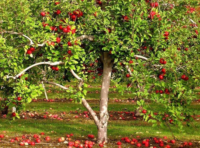 Яблоня аркадик дерево