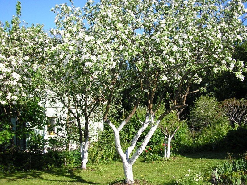 Яблоня белый налив дерево