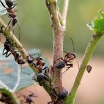 Как избавиться от муравьев дома и на дачном участке?