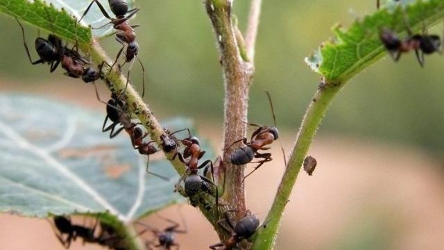 Как избавиться от муравьев на участке и в огороде навсегда