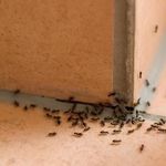 Как избавиться от муравьев в доме
