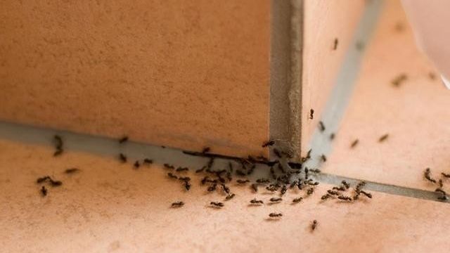 О методах борьбы с домашними муравьями