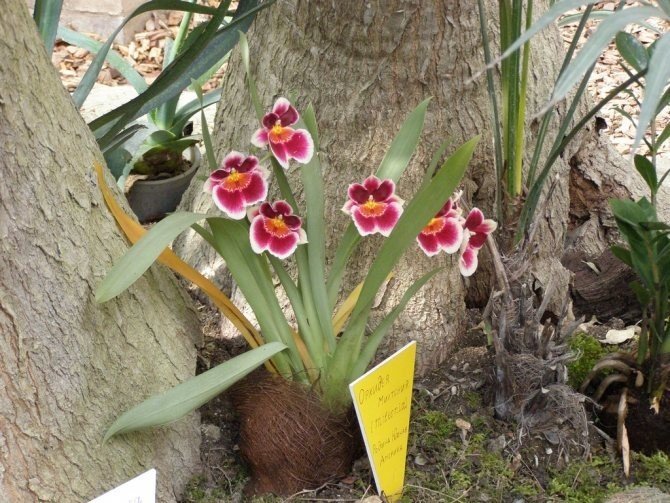 Орхидея мильтония ароматная