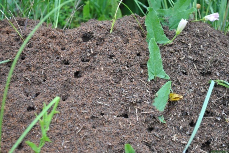 Глубина муравейника на огороде