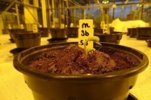 Марс колонизации выращивание растений