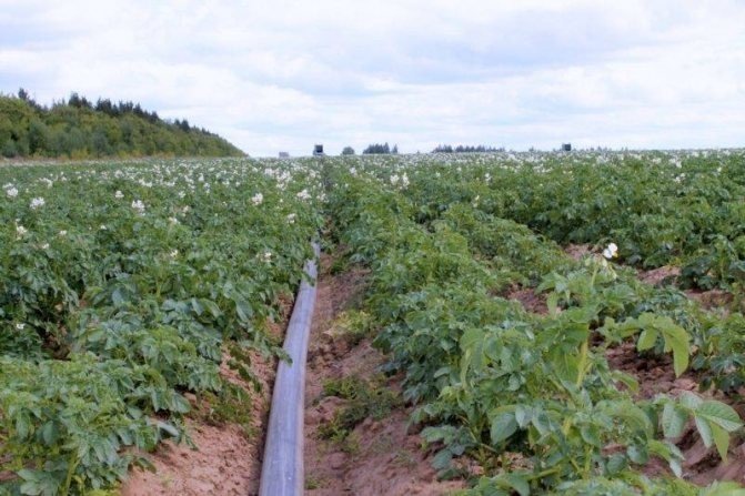 Картофельные поля в омске