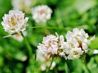 Клевер ползучий – trifolium repens