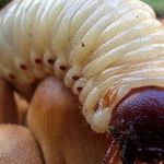Растения которые отпугивают личинок майского жука
