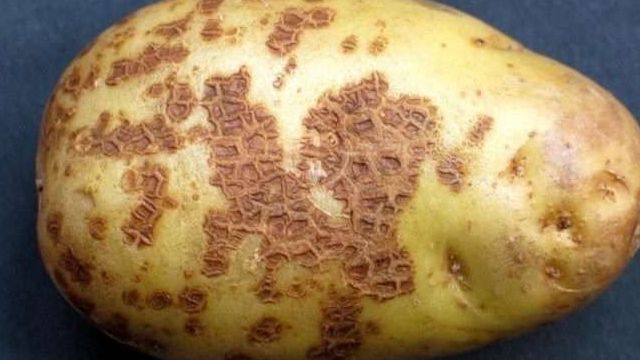 Сорта картофеля, устойчивые к фитофторозу
