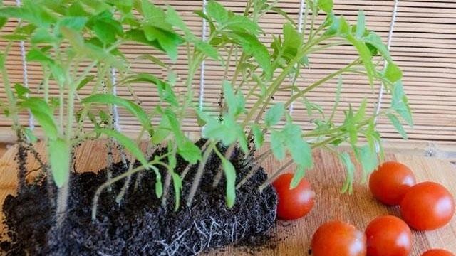 Вопросы о питании: когда и чем подкормить рассаду помидор? Правила, таблица и пояснения