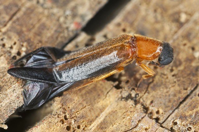 Самка жука семейства phengodidae