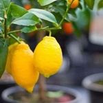 Как правильно обрезать лимон в домашних условиях