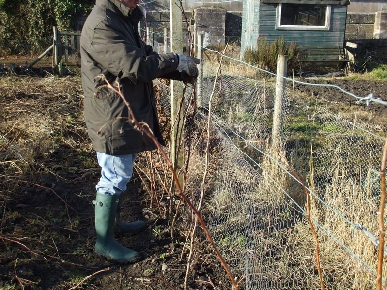 Обработка винограда весной медным купоросом