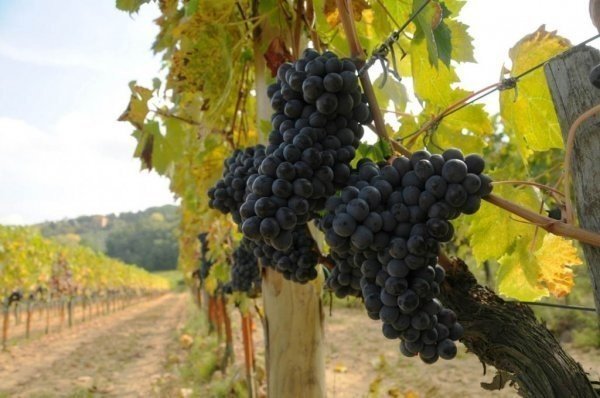 Черный винный виноград молдова