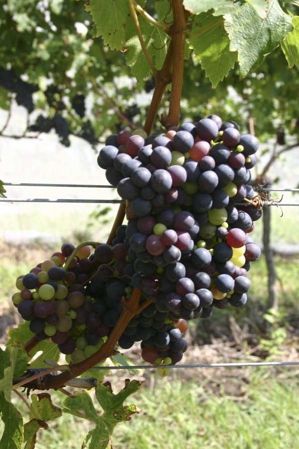 Монтепульчано сорт винограда