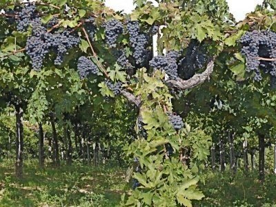 Монтепульчано виноград