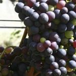 Montepulciano d abruzzo вино монтепульчано дабруццо разновидности