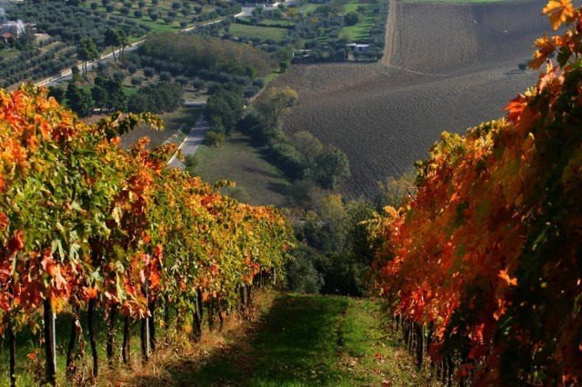 Виноградники италии тоскана осень