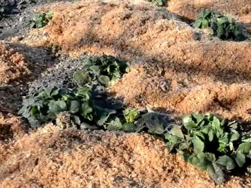 Мульчирование почвы опилками для клубники