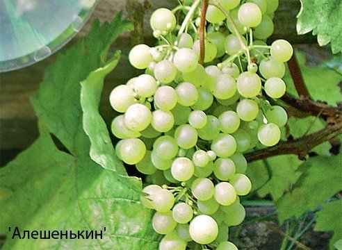 Виноград алешенькин листва