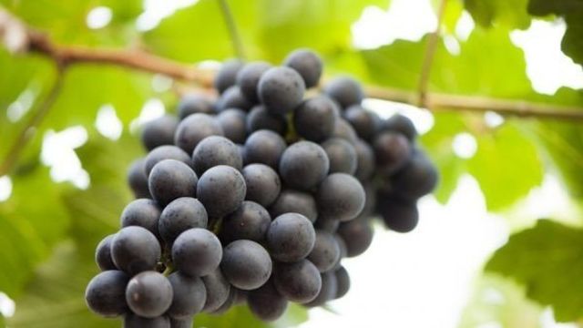 Уход за виноградом осенью