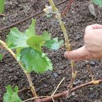 Укрываем виноград на зиму: 9 эффективных методов утепления лозы с полезными советами садоводам