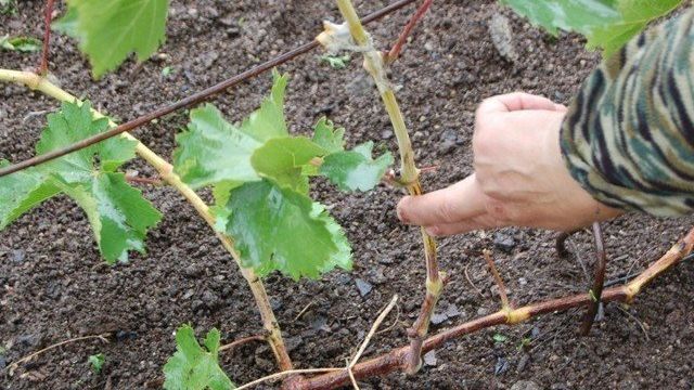 Как укрыть виноград на зиму: методы, их плюсы и минусы, советы садоводам