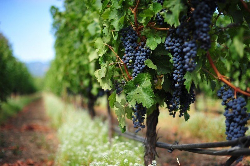 Виноград молдавский винный