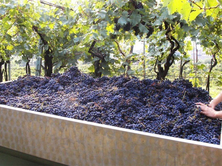 Виноградное хозяйство гурджаани