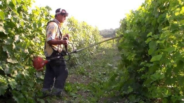 Опрыскивание виноградной лозы