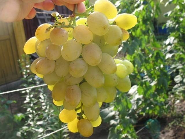 Виноград плодовый галахад