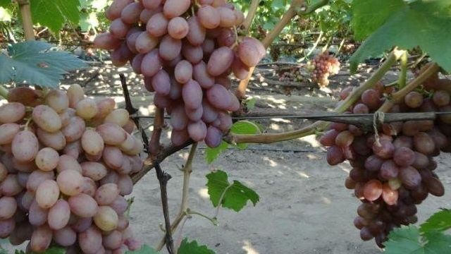 Описание сорта винограда Румба: характеристика, особенности содержания