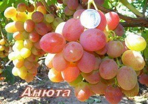 Описание винограда Анюта