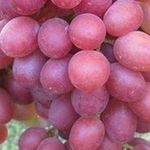 Виноград сорта Анюта: особенности ухода и выращивания