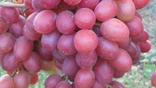 Виноград сорта Анюта: особенности выращивания и ухода, преимущества и недостатки