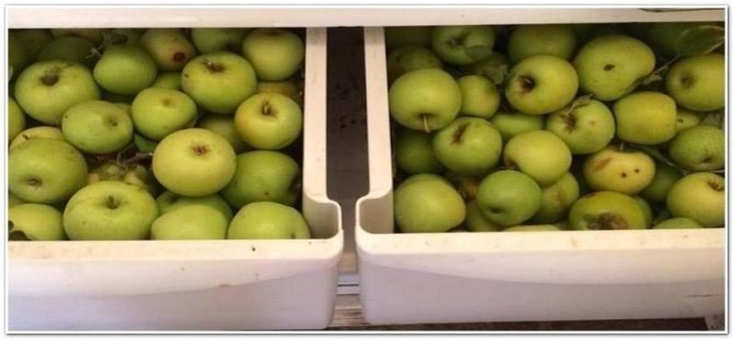 Хранение яблок в холодильнике