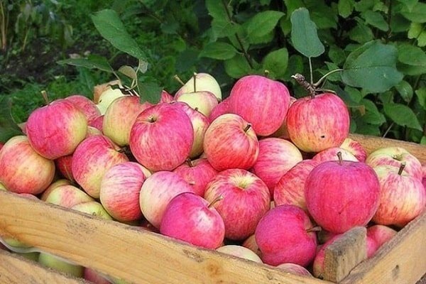 Сорт яблони россошанское полосатое