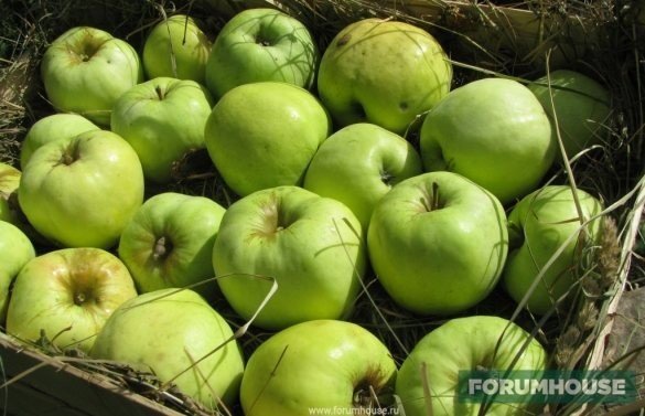 Зимний сорт зеленых яблок