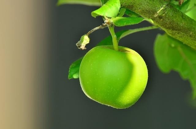 Деревья яблоко зеленеет грин грин грин грин грин