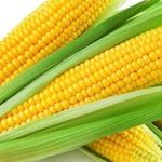 Как сохранить кукурузу на зиму в початках и зернах