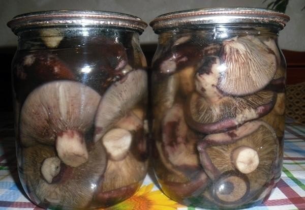 Маринад для грибов груздей на зиму