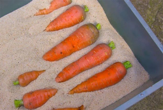 Тля на моркови