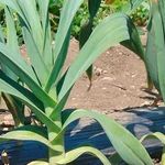Рокамболь: агротехника выращивания и размножения чеснока-гиганта